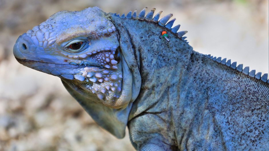 Grand Cayman Blue Iguana