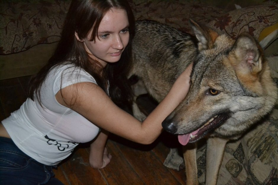 Волк в домашних условиях