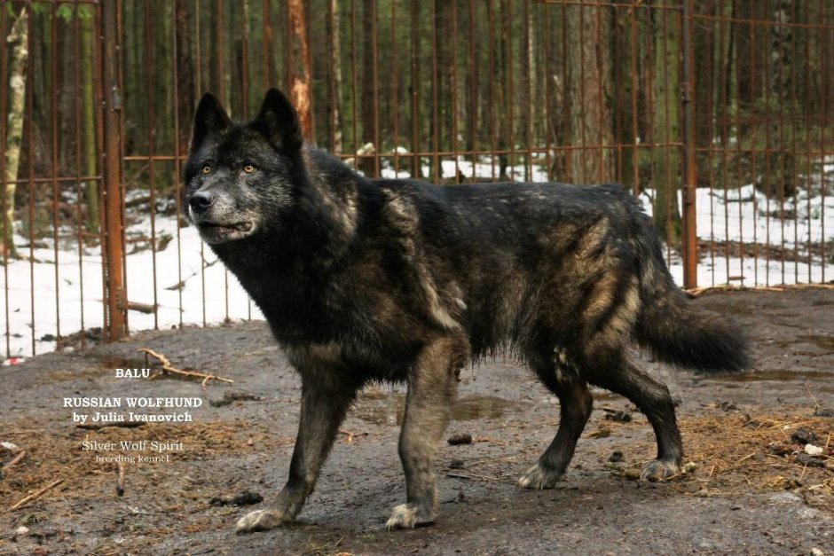 Саарлосский вольфхунд