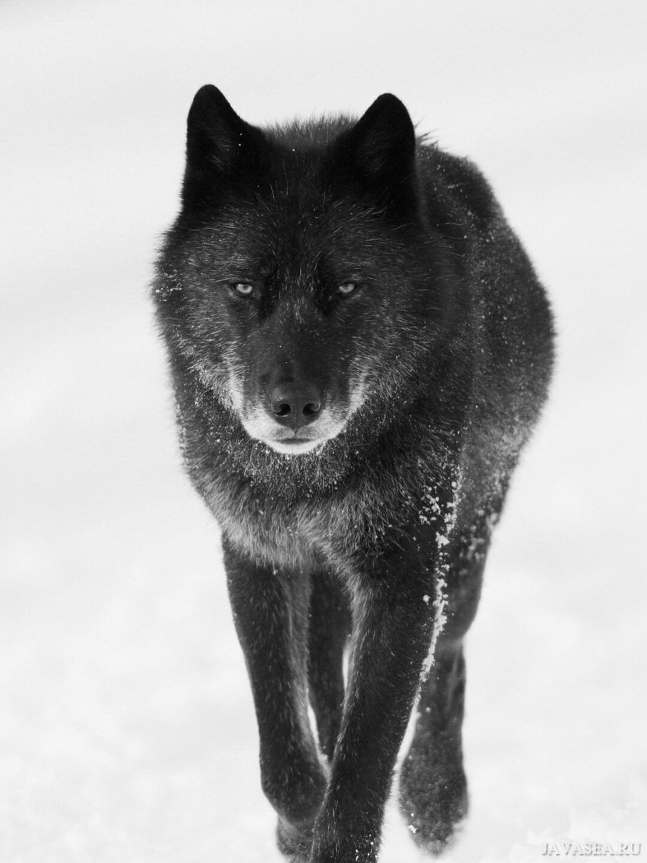 The Dogs and the Wolves