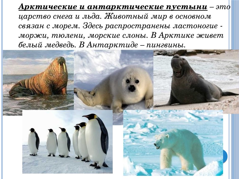 Северный полюс медведи