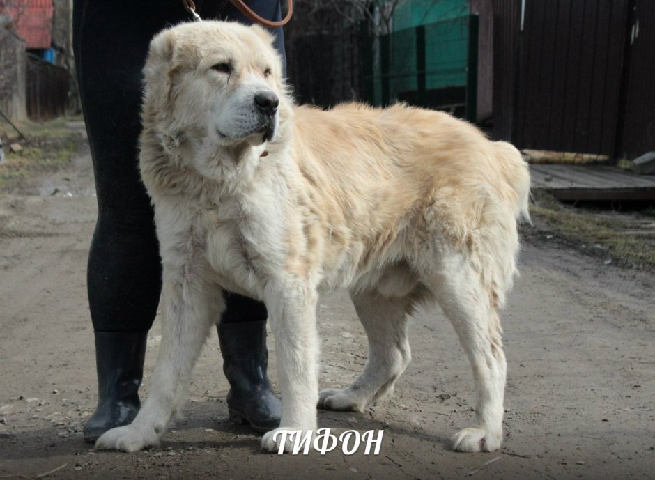 Туркменский алабай