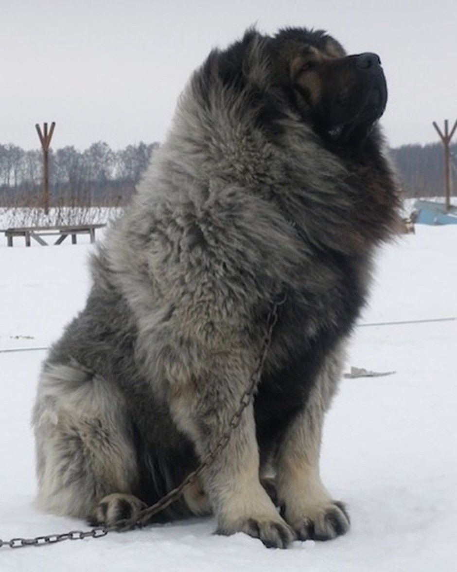 Туркменский алабай кангал