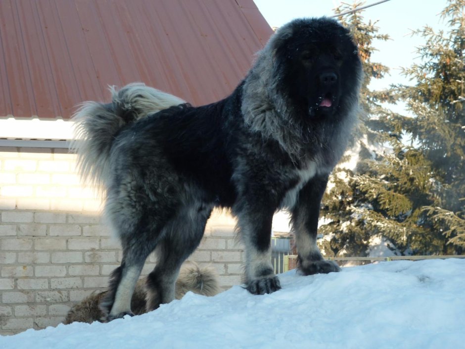 Алабай длинношерстный