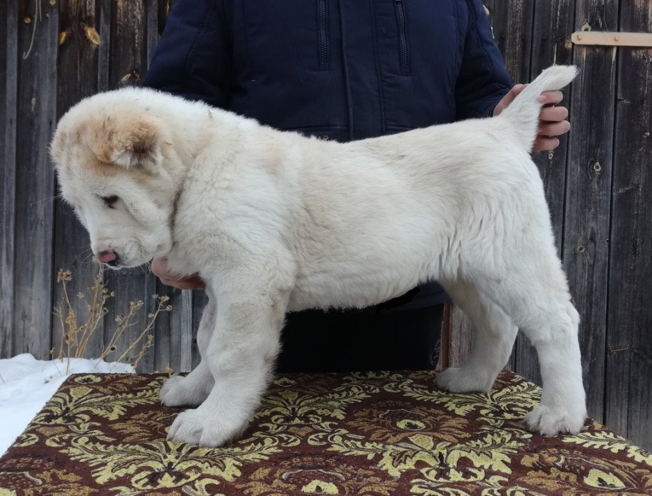 Алабай альбинос