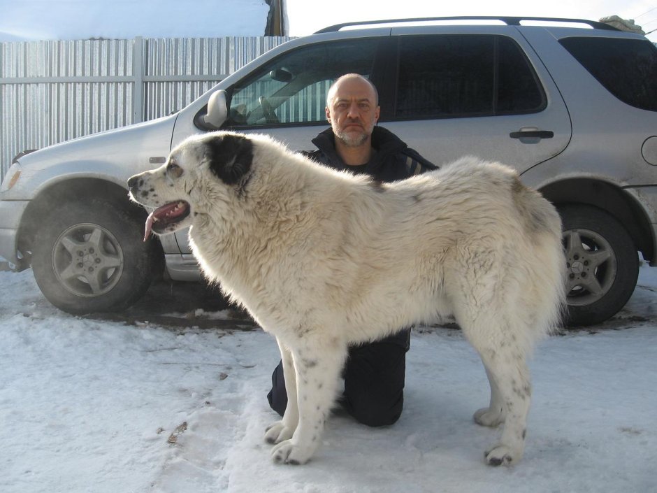 Голубоглазый алабай