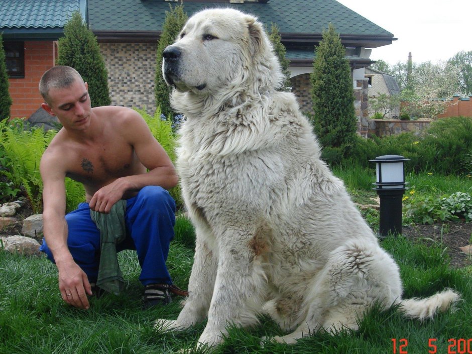 Алабай бульдозер