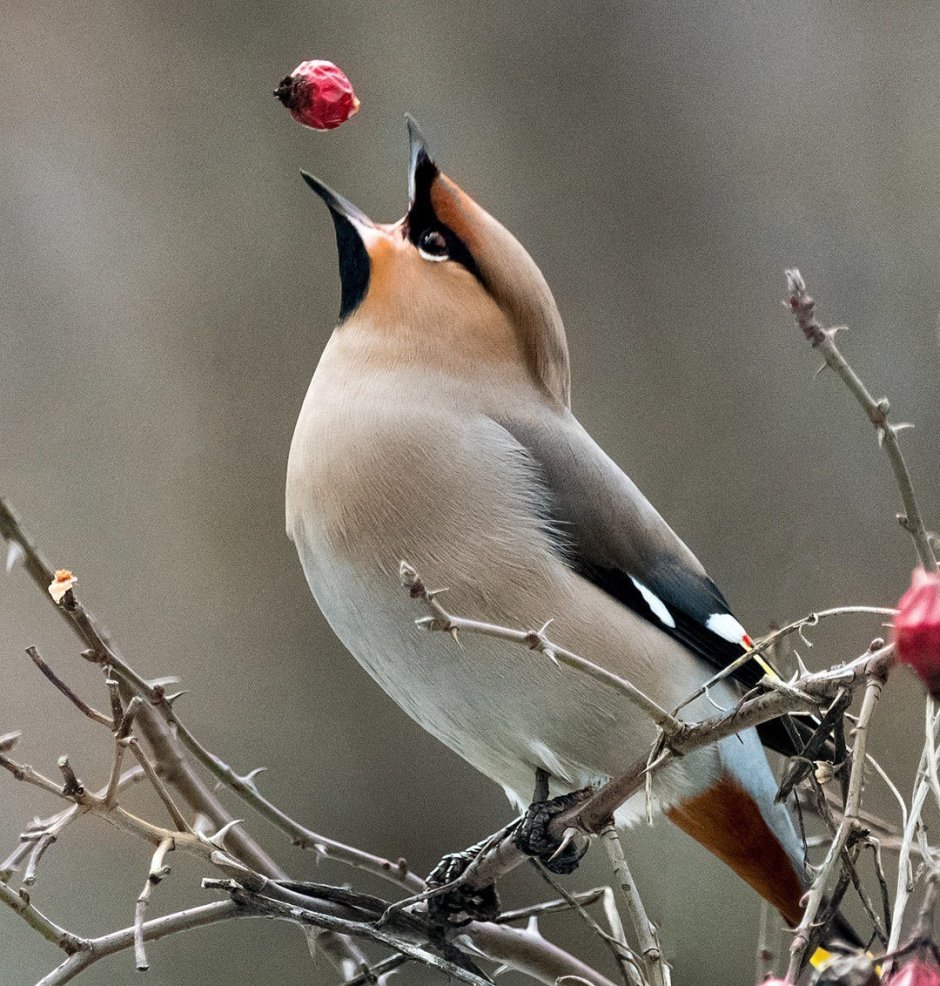Свиристель обыкновенный (Bombycilla garrulus)