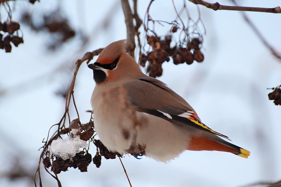 Свиристель Bombycilla синица Parus