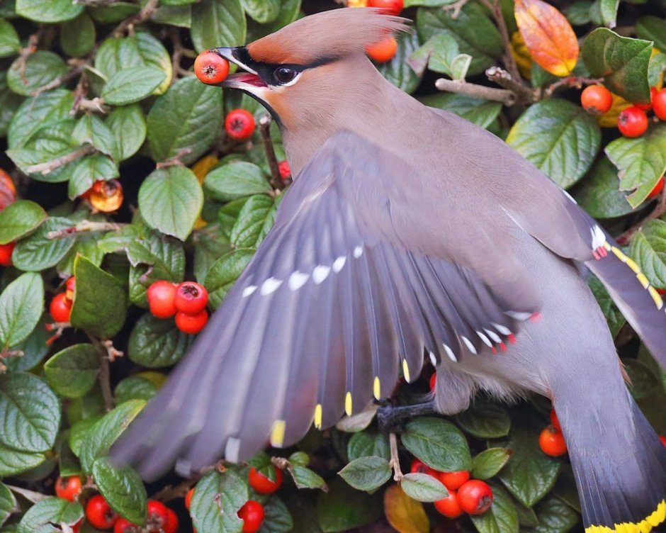 Свиристель обыкновенный (Bombycilla garrulus)