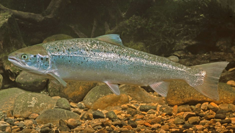 Лосось Salmo Salar.