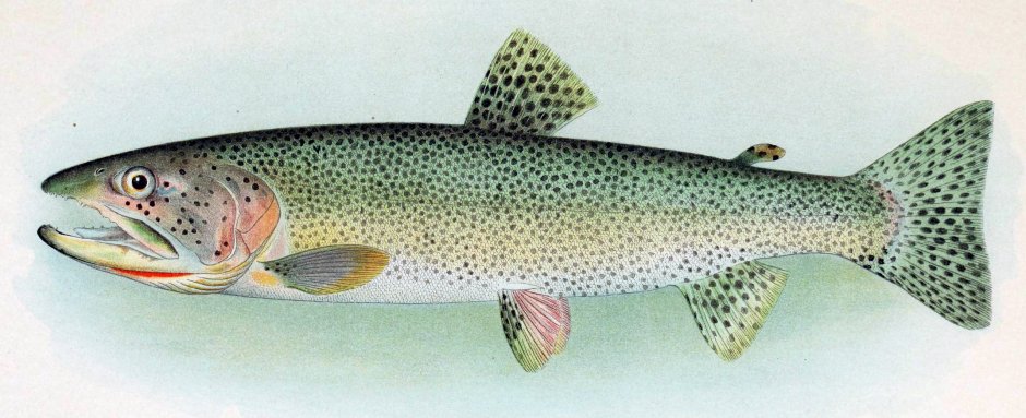 Oncorhynchus clarki