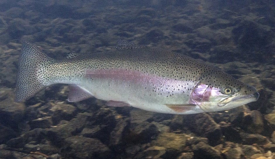 Форель Oncorhynchus