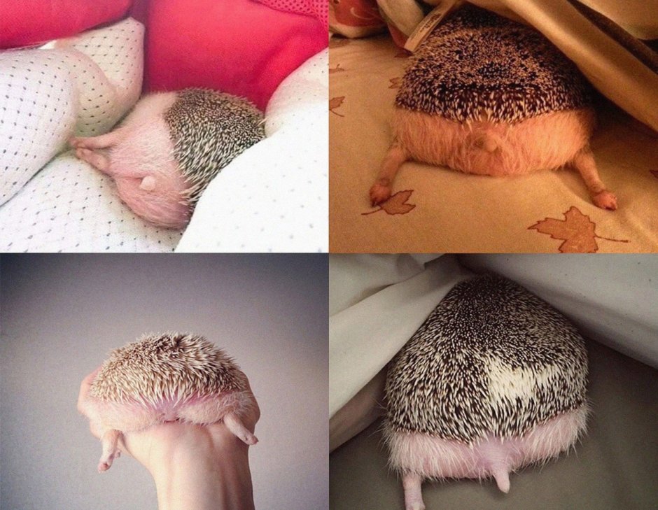 Маленький Ёжик