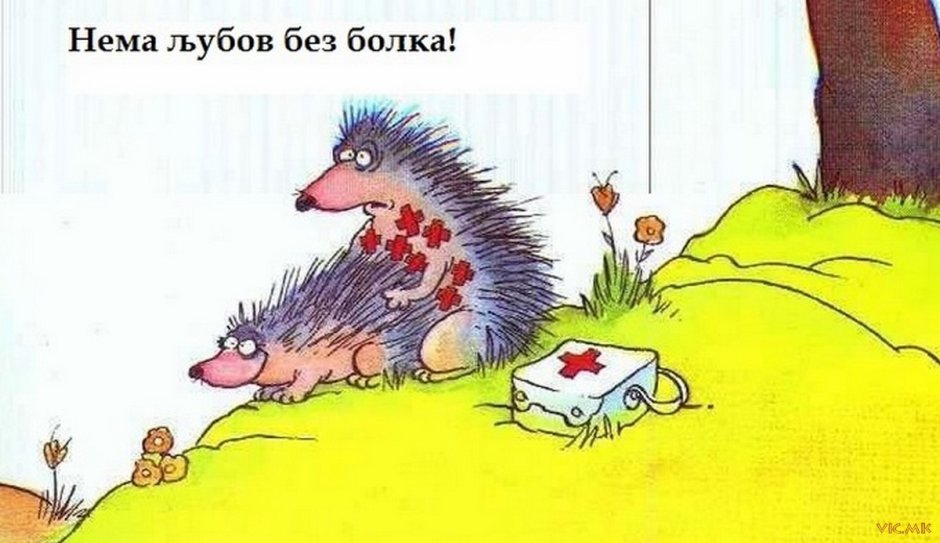 Ушастый еж милые
