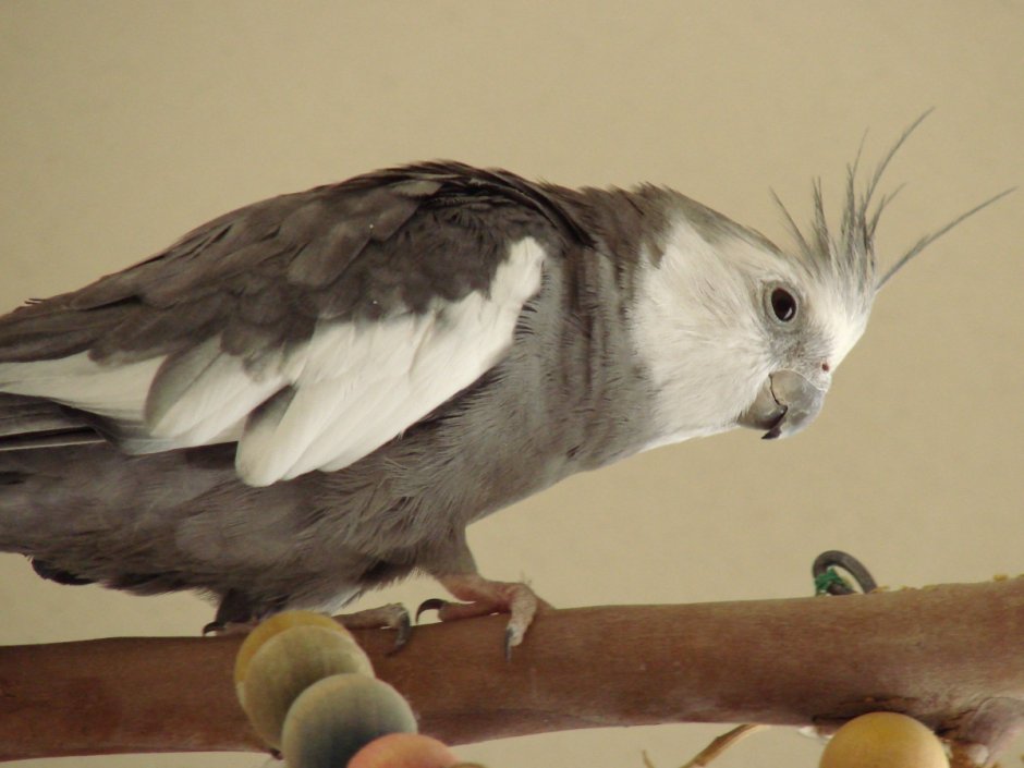 Корелла альбинос