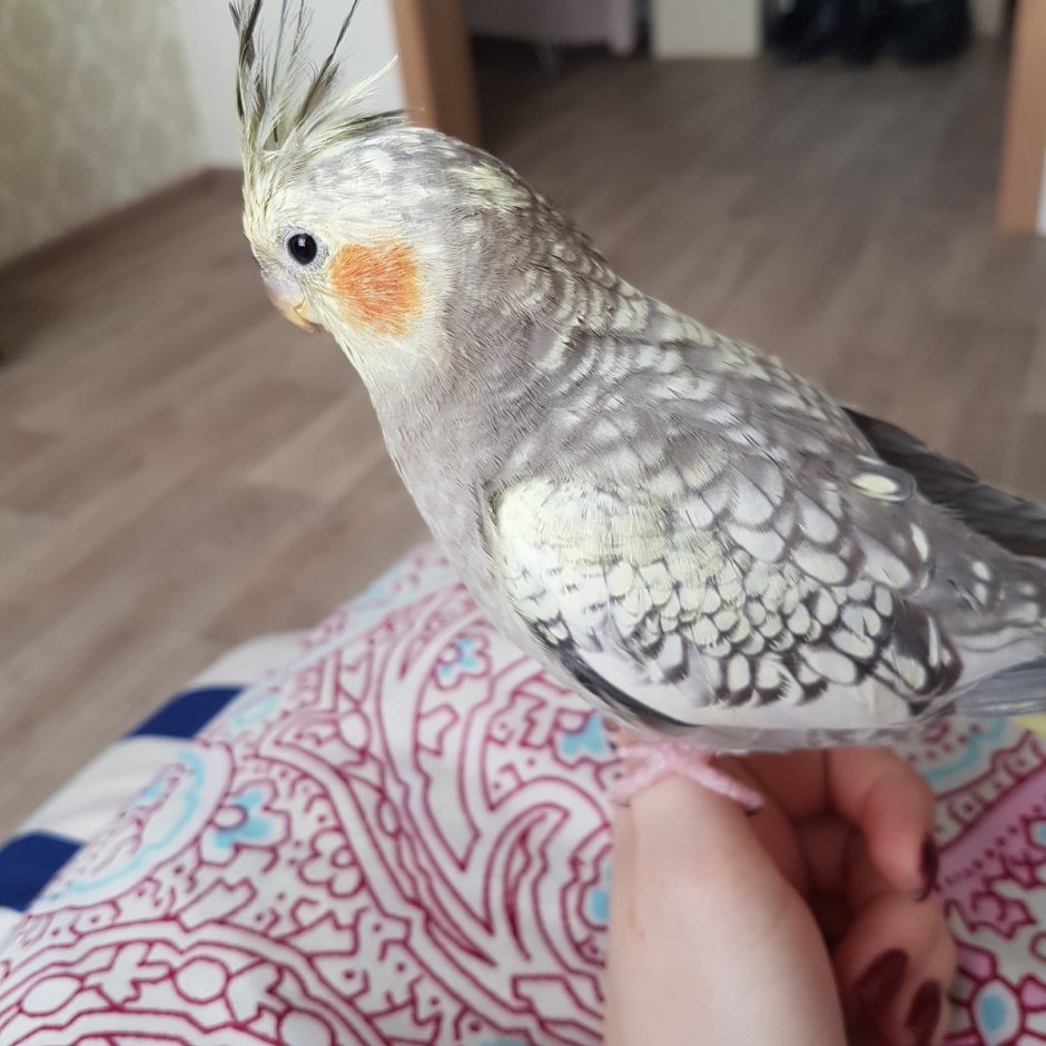 Попугай корелла самец
