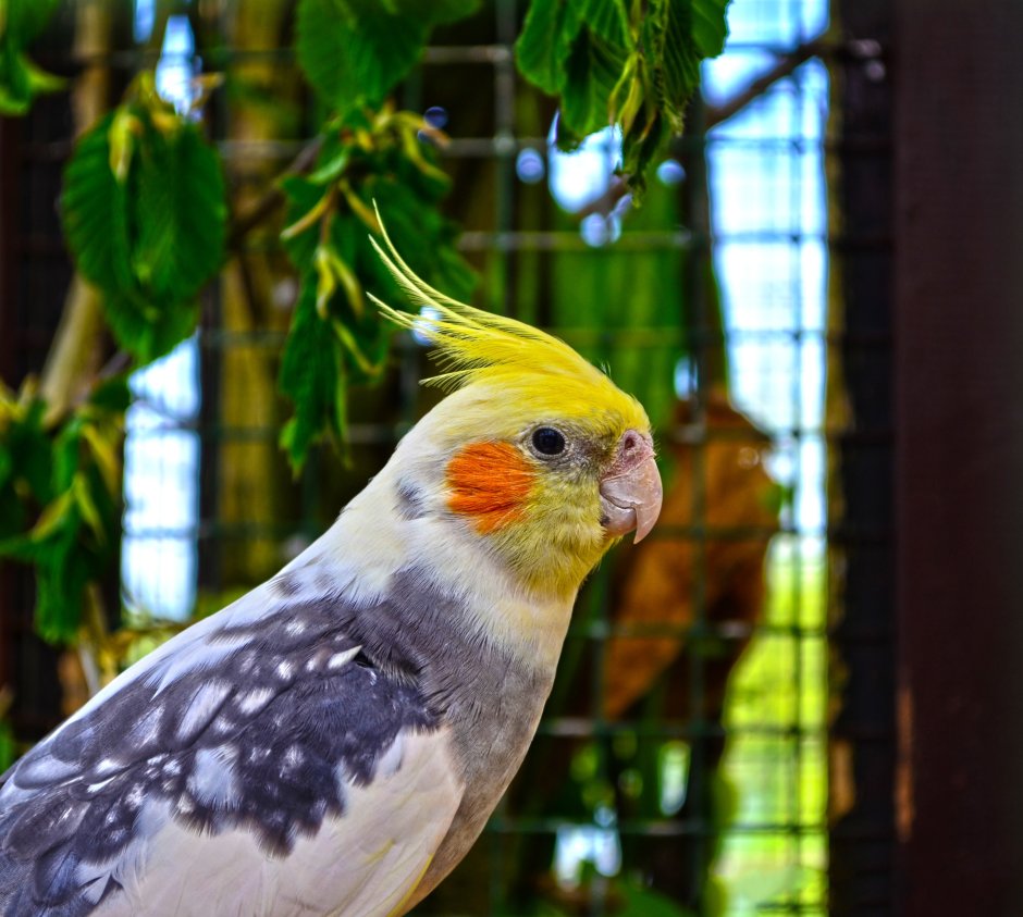 Lutino Cockatiel