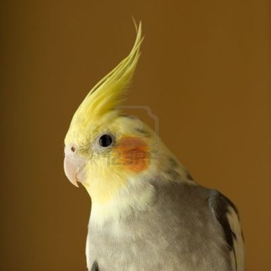 Корелла pied Cocktail