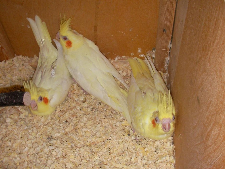Корелла мальчик лютино
