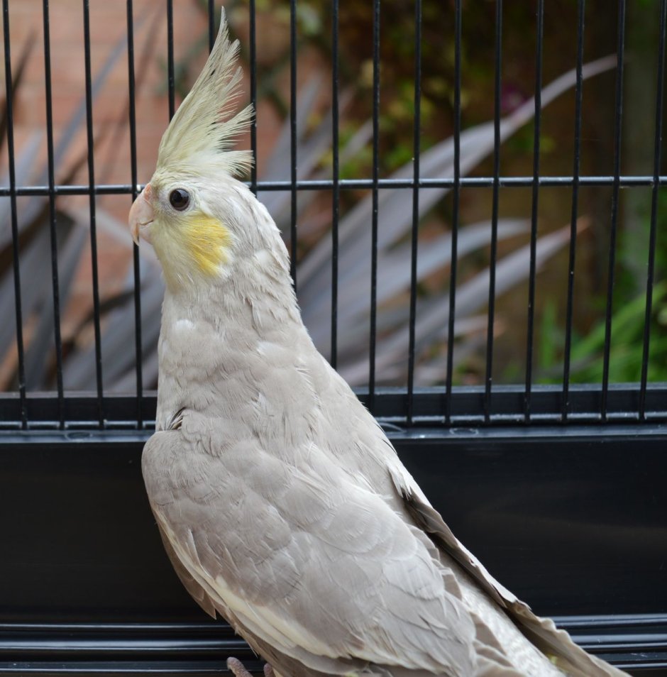Cockatiels WF попугай