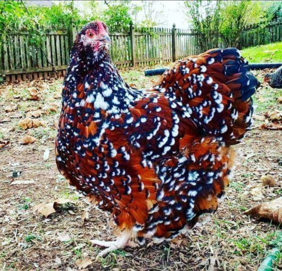 Куры падуан золотой