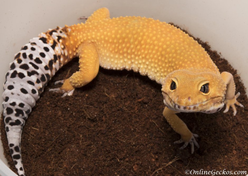 Эублефар super Hypo Tangerine