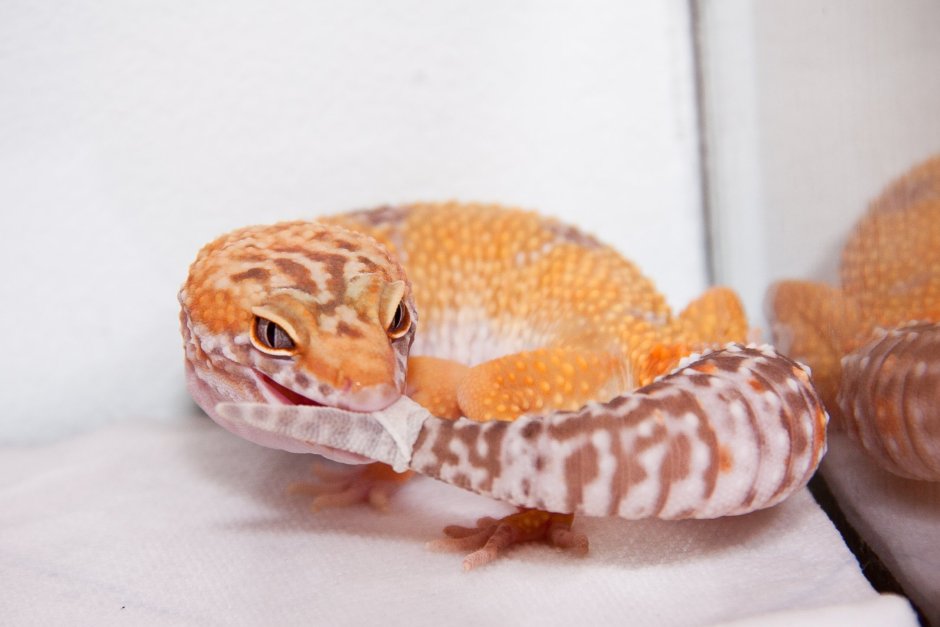 Gecko 35gm0028