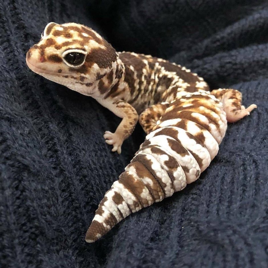 Gecko Microchip