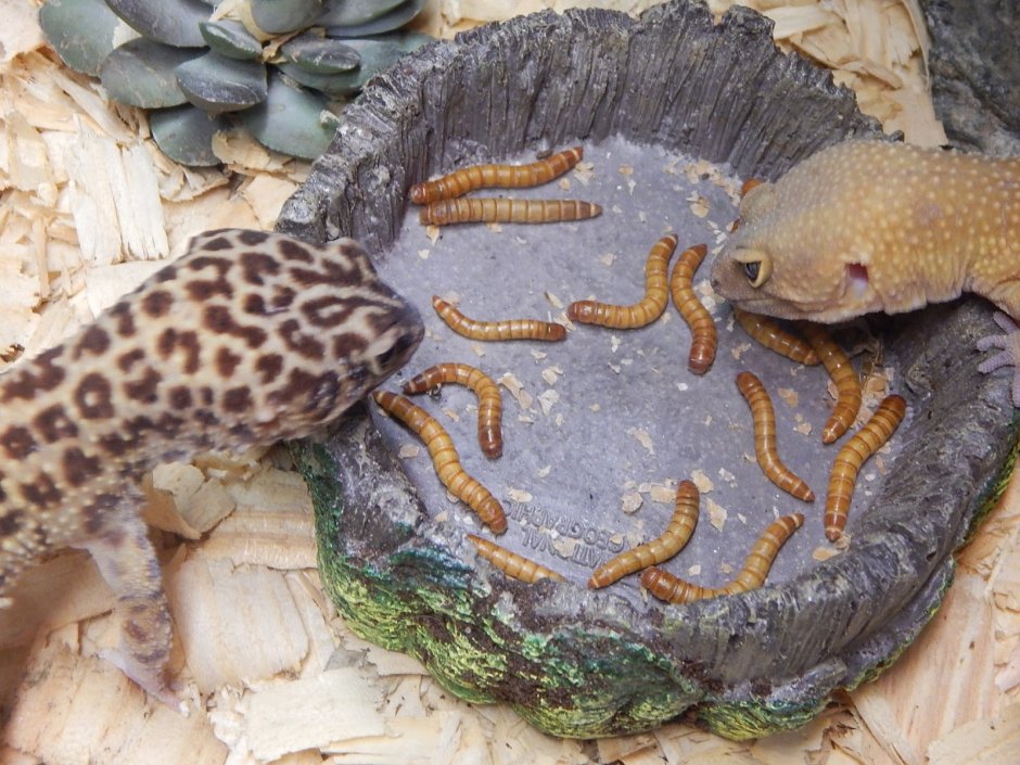 Big Leopard Gecko