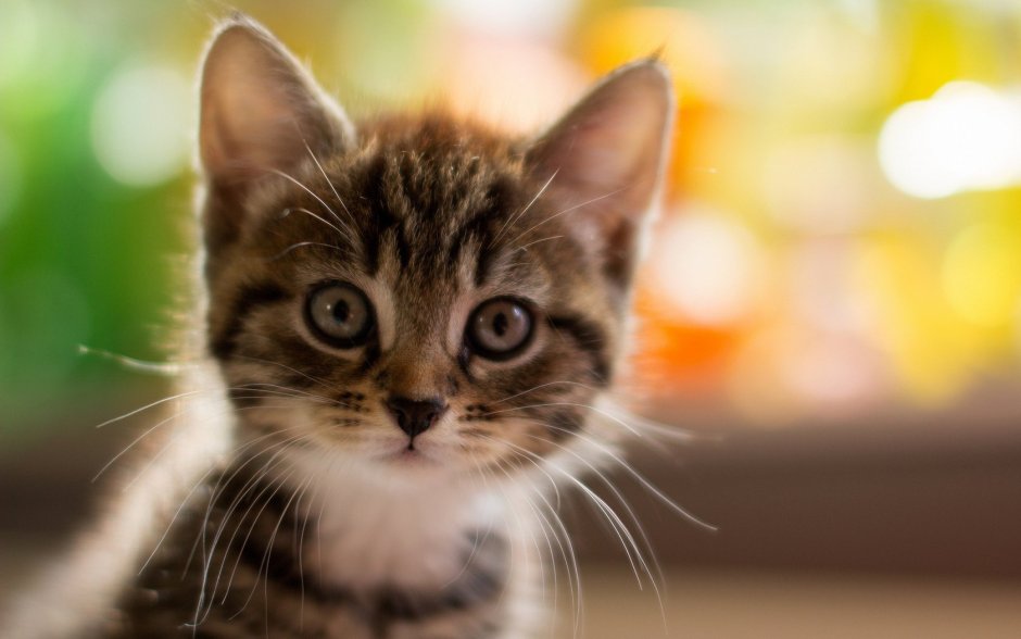 Милая кошка