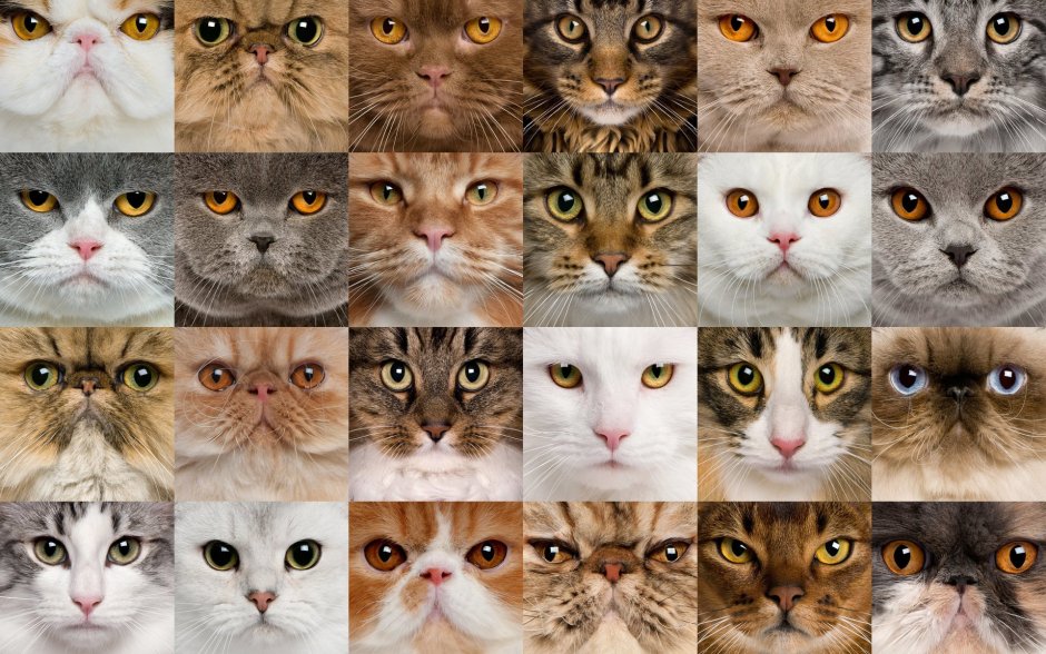 Коллаж кошки