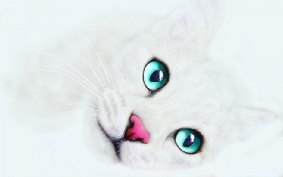 Красивый кот