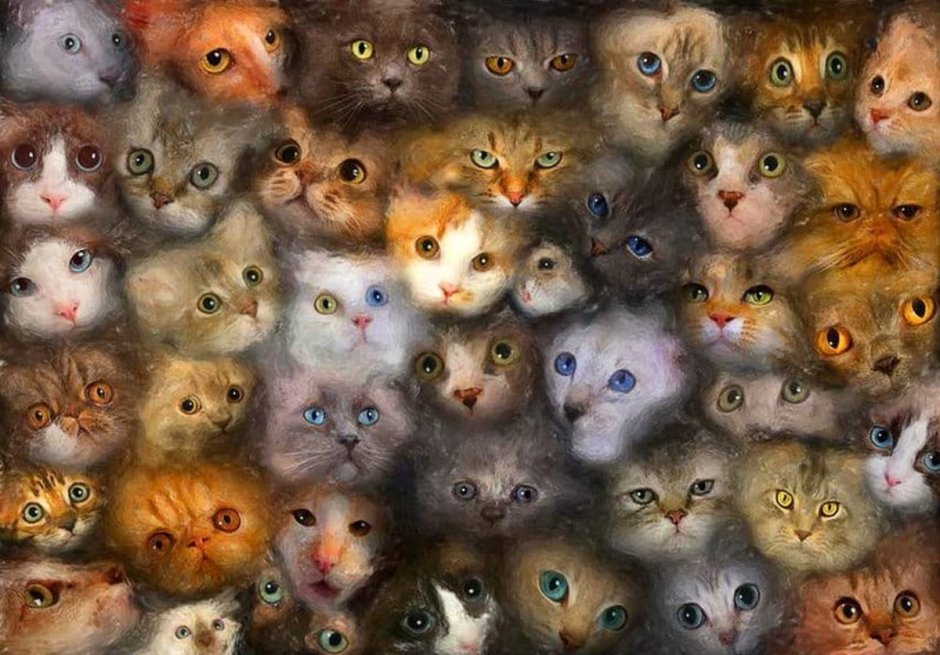Котики много
