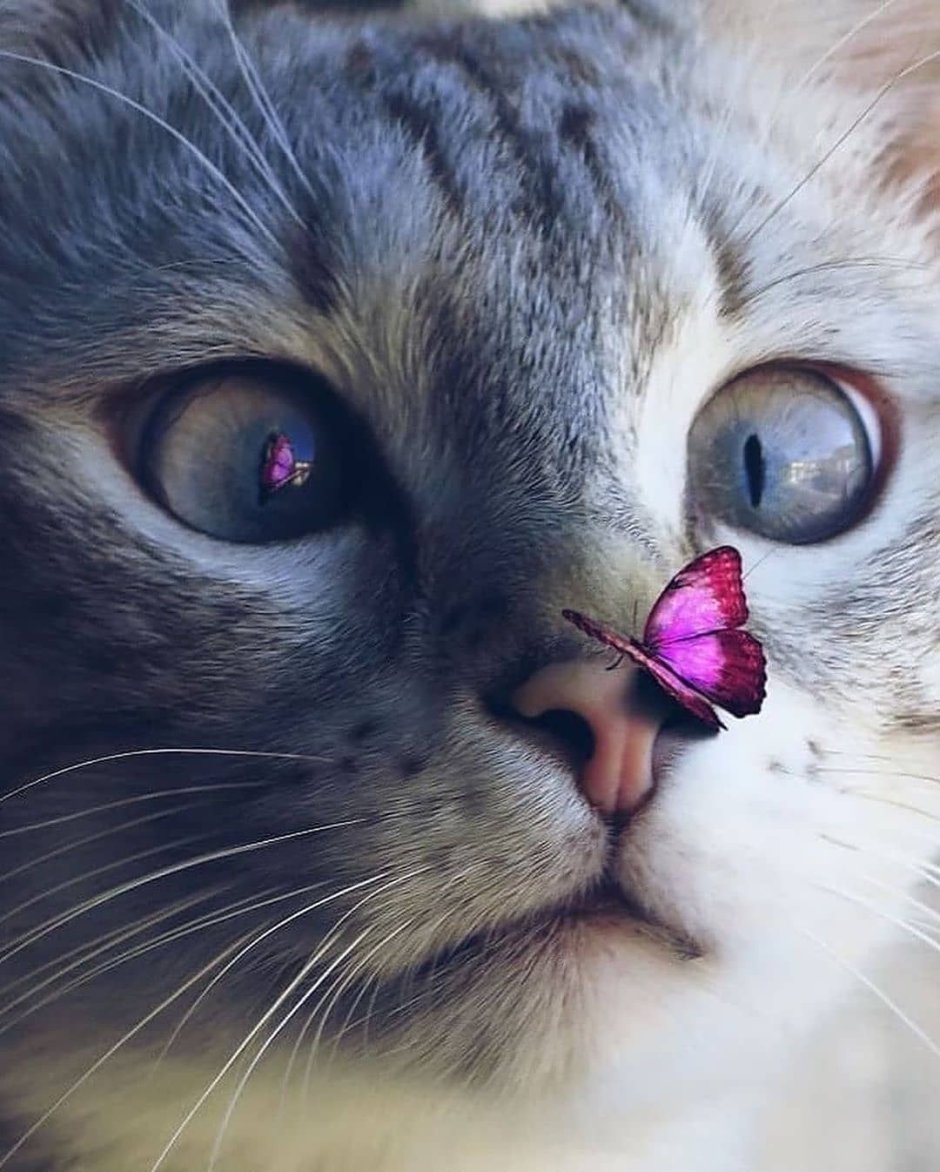 Котик с бабочкой