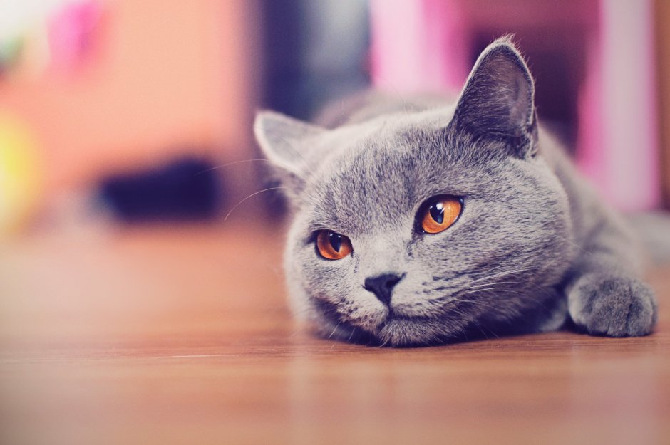 Милые котики