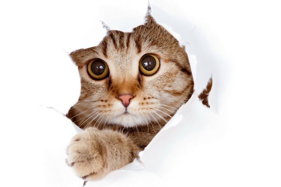 Голубоглазая кошка
