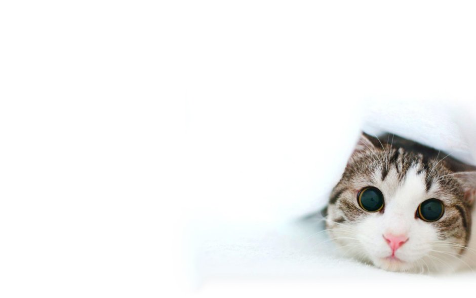 Паттерн котики