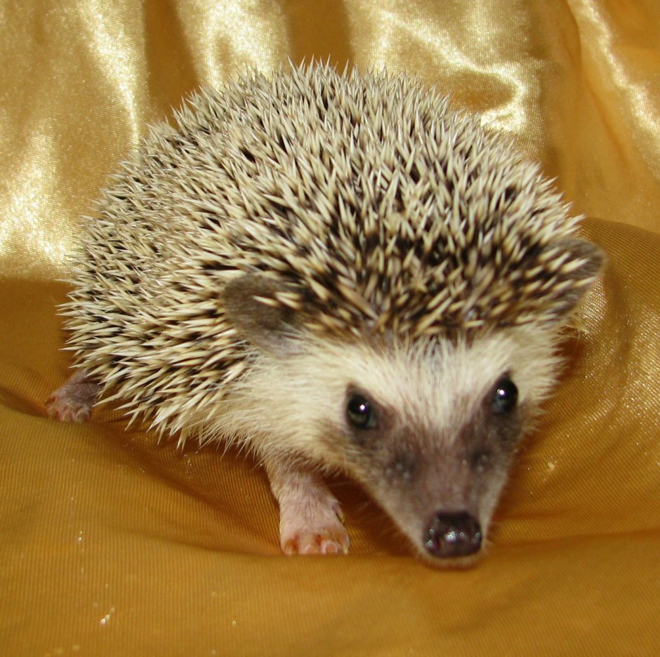 Калифорнийский еж