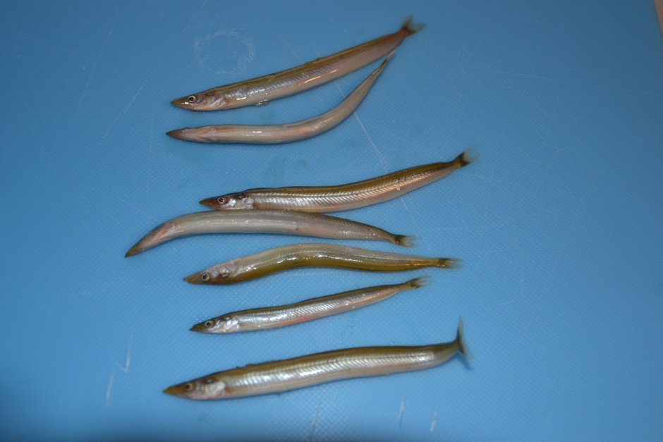 Водка корюшка