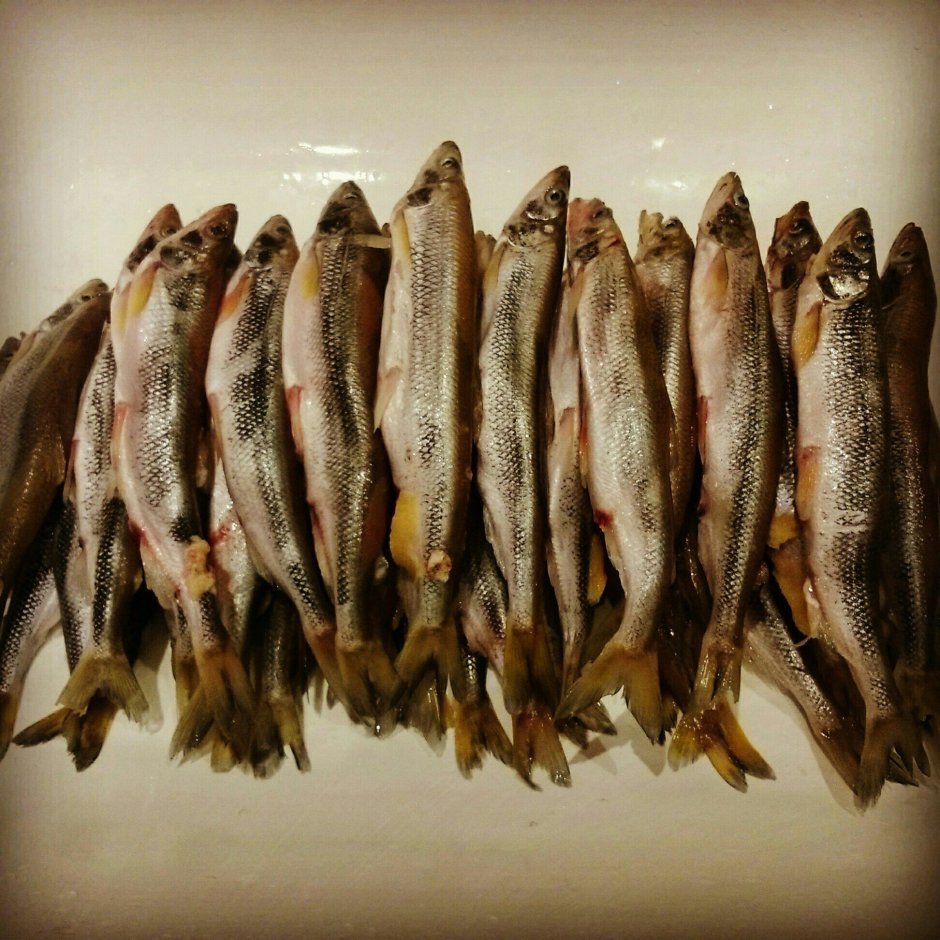 Озерная корюшка