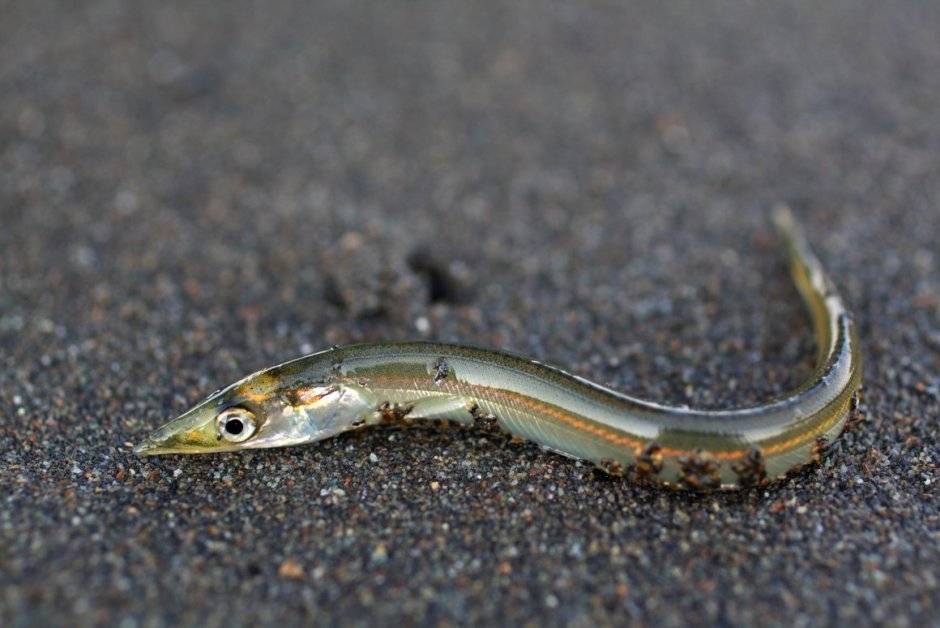 Корюшка европейская Osmerus eperlanus