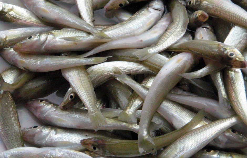 Корюшка Балтийская вяленая