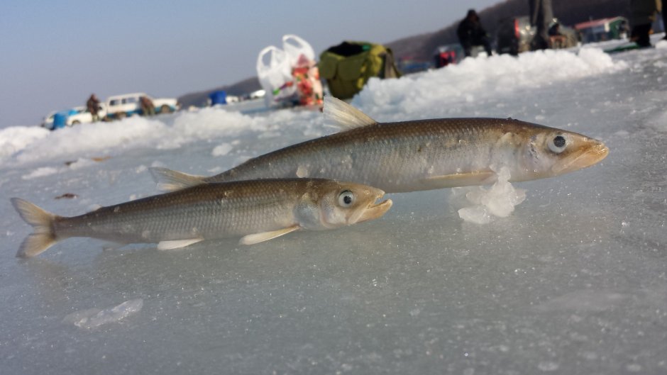 Морская малоротая корюшка