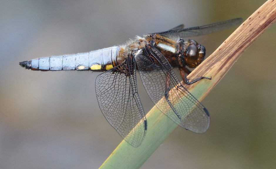 Libellula depressa l. – Стрекоза плоская
