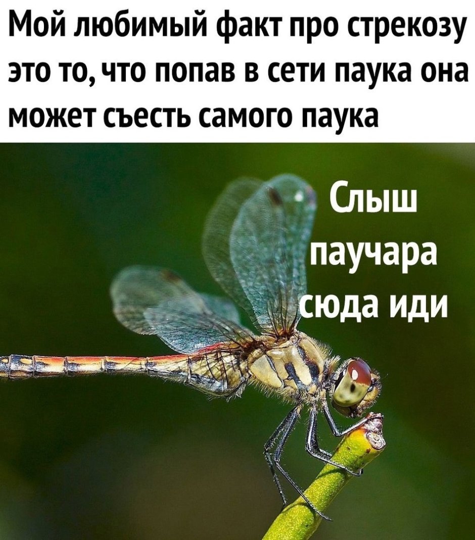 Интересные факты о стрекозах