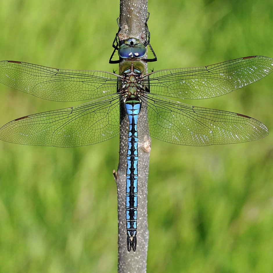 Дозорщик-Император (Anax Imperator)