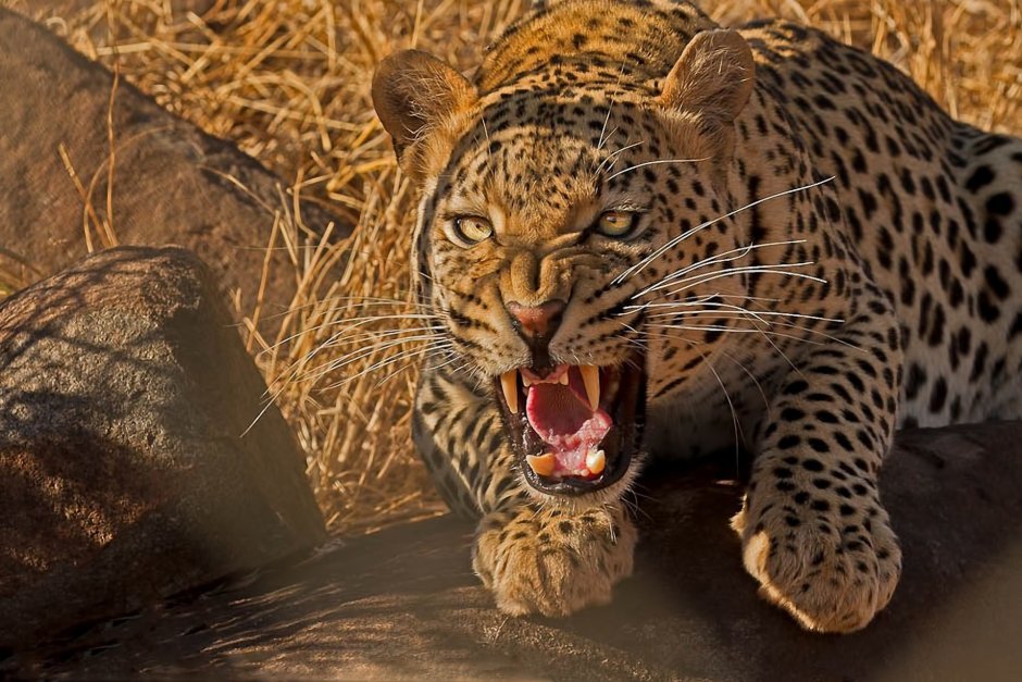 Leopard di650i