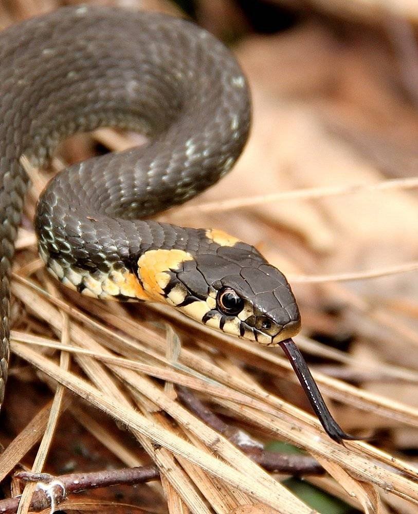 Радужный белогубый питон