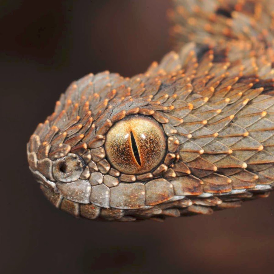 Красноголовый Крайт змея